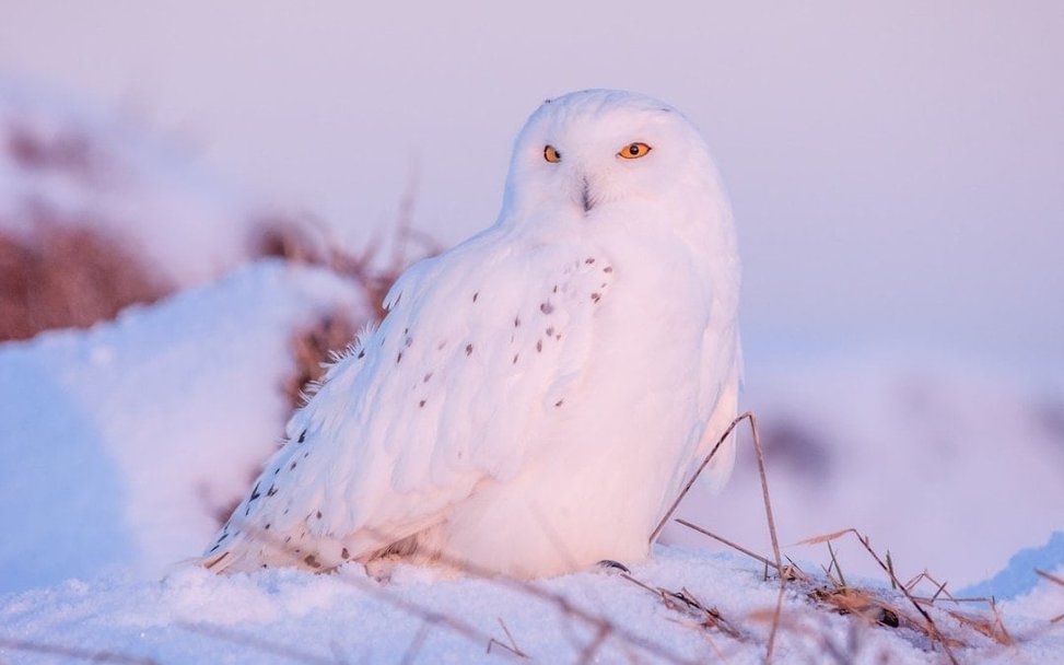 Canada goose snowy owl on sale